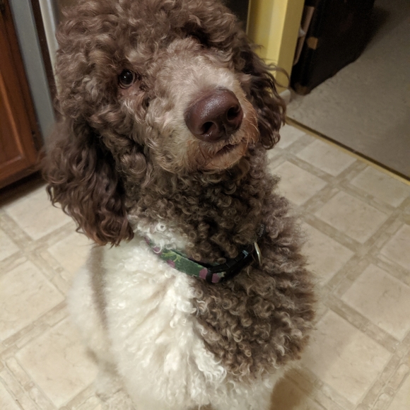 Meet your Posher, Audrey - Picture 3 of 4